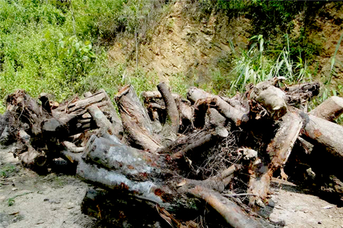 園林垃圾綠色處置，廢棄物變身有機(jī)肥