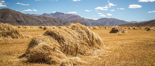 秸稈禁止焚燒，秸稈撕碎機助力秸稈轉化再利用