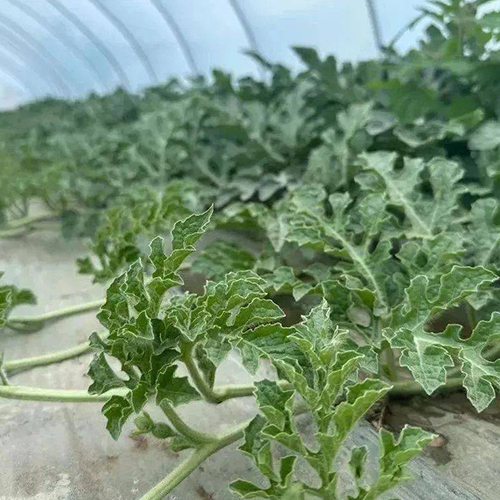 瓜秧、蔬菜秧破碎處理