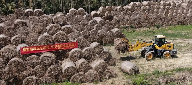 生物質秸稈原料
