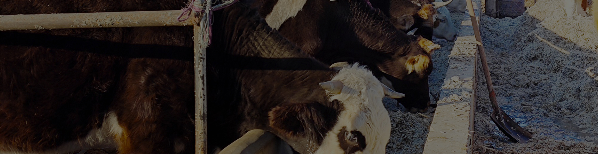 病死動(dòng)物無(wú)害化破碎